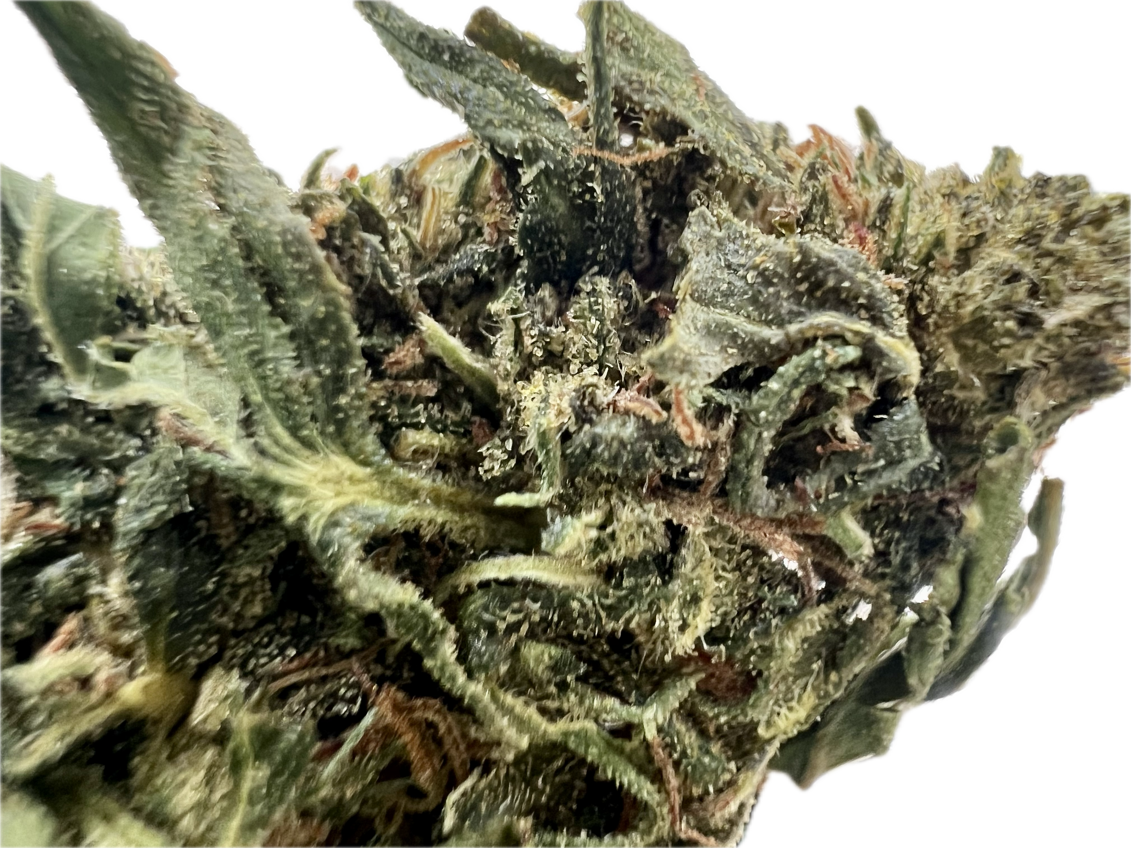 Ripkitty Forbidden V CBD Hemp Flowers